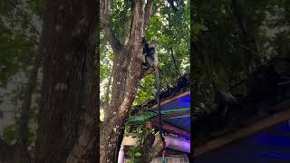 Mignonnerie🥰 animals roadtrip travel nature safari monkey africa vlog [upl. by Nelda]