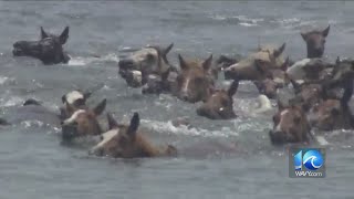 Chincoteague’s 97th Pony Swim set for Wednesday morning [upl. by Edroi296]