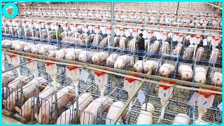 Breeding Millions of Modern Pigs  Automatic Pig Farm Management System [upl. by Neelloc]