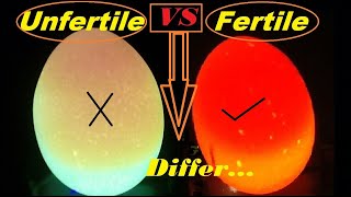 How to check if an egg is Fertile or Infertile  Candle Light Test For Fertile And infertile Eggs [upl. by Ahsit787]