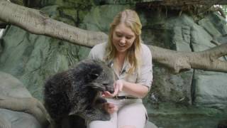 Learn about our amazing binturong [upl. by Stichter108]