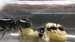 Camponotus Laevigatus  first workers [upl. by Asen]