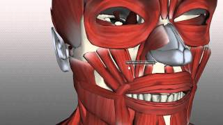 Muscles of Facial Expression  Anatomy Tutorial PART 2 [upl. by Nomyaw497]