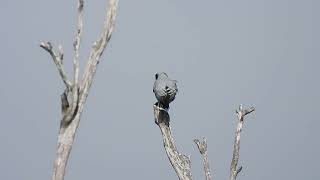 Blackfaced Cuckooshrike Hervey Bay Qld [upl. by Salene708]