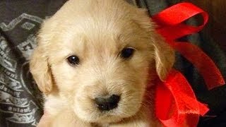 Christmas Puppy Surprise Compilation NEW [upl. by Airreis238]