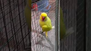 Breeding Season❤️❤️ foryou parrot shortvideos fypシ゚viral birdslover viralreels fypシ゚ fyp [upl. by Aisenat]