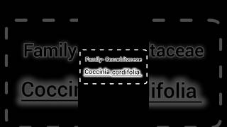 Family Cucurbitaceae  Coccinia cordifolia  General character  classification amp floral diagram [upl. by Nemra]