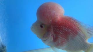 FLOWERHORN GOLDEN BASE TRIMAC [upl. by Fredi]