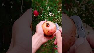 Pomegranate fruit 🌿🥑🍏 bestcutting shorts fruit [upl. by Esilegna307]