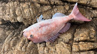 Massive Snapper at the Rocks [upl. by Petit]