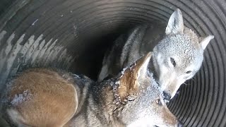 Red Wolf Lovingly Cleans Snow Off His Mate [upl. by Llevra]