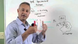 Immunology lecture 15  Type III Hypersensitivity Reactions 26 [upl. by Nedle56]