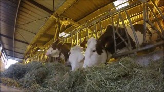 GOPRO La vie des vaches en hiver [upl. by Adliwa]