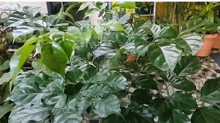 Radermachera sinica  China doll plant  one of the best indoor plant  elegant foliage  care tips [upl. by Torre]