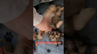 9 week old Shih Poo Fooled By Owner During Battle adorable puppy cuteanimal pets shihpoo [upl. by Toffic]