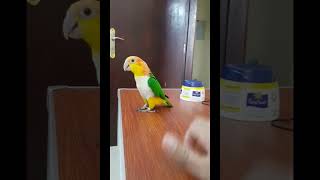 Singing and Dancing Caique Parrot  Talking and Dancing Bird  Orange Head White Bellied Caique [upl. by Nnarefinnej]