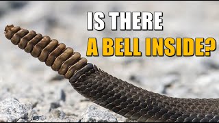 The Mystery of the Rattlesnake’s Tail What Makes the Noise [upl. by Candis]