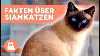 10 FAKTEN über SIAMKATZEN 🐱🐾 Faszinierende Fakten [upl. by Nicolette779]