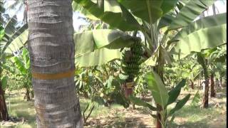 Intercropping in coconut plantationTiptur [upl. by Adnerak261]