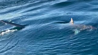 Thresher Shark fishing UK Cornwall [upl. by Annaerb]