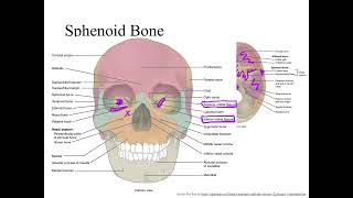 Dr Benaduce Sphenoid Bone Axial Skeleton Lecture [upl. by Yboc767]