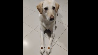 Milo Vs Nigerian Banana Chips  doglover  🥰🥰🥰 [upl. by Ierdna582]