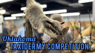 OK Taxidermy Competition 2023  Showroom Walkthrough [upl. by Ddene]