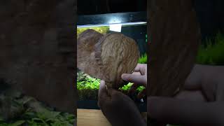 5 Proven tips to Grow a Thriving Neocaridinia Shrimp Colony Fast [upl. by Cara]