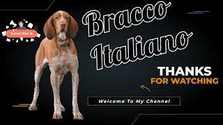 Bracco Italiano Dog Breed  Complete Guide amp Information [upl. by Ellehcam137]