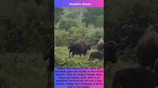 Unbelievable Facts About the Worlds Largest Wild Bovine shorts wildlife [upl. by Yrahcaz]