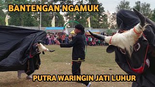 Bantengan Ngamuk Putra Waringin Jati Luhur Live Pangklungan Wonosalam Jombang [upl. by Ennovahs]