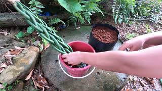 Sansevieria cylindrica Snake Plant braid adds beauty and whimsical house plant  indoor plants [upl. by Mirelle]