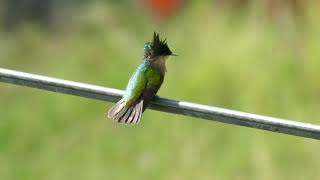 Antillean Crested Hummingbird Orthorhyncus cristatus exilis male Guadeloupe [upl. by Inohtna848]