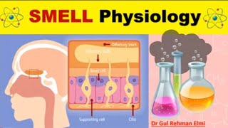 SMELL amp Olfactory System Physiology in Urdu  Olfactory Epithelium amp Receptors  Smell Pathway [upl. by Scutt]