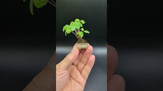 【豆盆栽】アケビ  Akebia quinata 2023年8月19日 bonsai 盆栽 plants [upl. by Calderon]