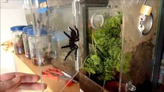 Avicularia azuraklaasi not in a good mood [upl. by Sirtimid9]