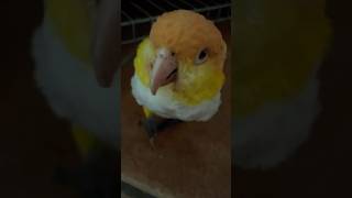 My Parrots Are Doing Funny Things parrot birds funnyanimals [upl. by Adrien]