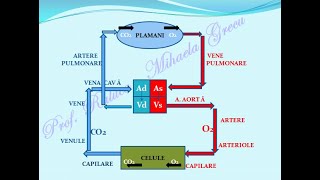 SISTEMUL CIRCULATOR INIMA  Lectii de biologie [upl. by Namielus560]