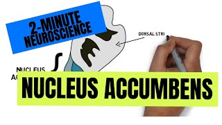 2Minute Neuroscience Nucleus Accumbens [upl. by Ahsimak]