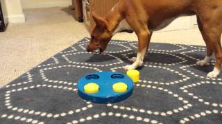 Basenji Plays with Puzzle [upl. by Braden]