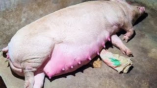 The Life Cycle of Pigs Mating Pregnancy and Maturation [upl. by Declan253]