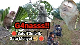 🔴Pest Control🔴 Mengurangi Hama monyet Ekor Panjang Di Perkebunan Kelapa Sawit [upl. by Ala]