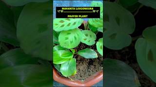 Maranta leuconeura💚🌱🪴prayerplantplants anthophilegardening plantcarehappynessutubeshorts 💚 [upl. by Sidney]