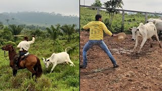 AS VACAS BRAVA ESTÃO MAIS PERIGOSAS😰 A ONÇA VOLTOU ATACAR [upl. by Aitenev185]