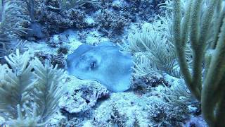 White Hole dive Bonaire East Coast [upl. by Heymann26]