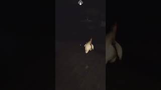 Chicken hitting that ish  Roblox Scary Games Consume shorts gaming roblox [upl. by Airetnuhs]