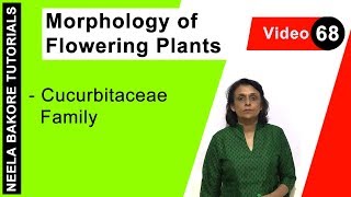 Morphology of Flowering Plants  NEET Cucurbitaceae Family  Neela Bakore Tutorials [upl. by Inilahs295]