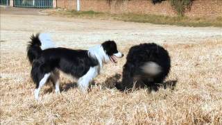 Border Collie dogs playing and training  Dog TV Working Dog Channel [upl. by Forlini493]