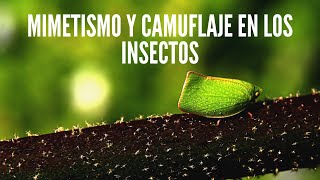 Mimetismo y camuflaje en los insectos 🐞 [upl. by Notniw]