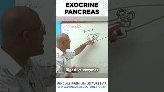 Exocrine pancreas drnajeeb drnajeeblectures pancreas [upl. by Coreen]